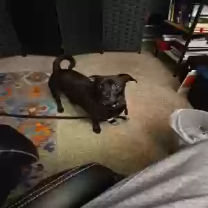 adoptable Dog in Kalamazoo, MI named Niko