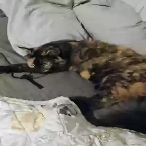 adoptable Cat in Daleville, AL named Mogwai