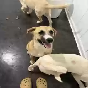adoptable Dog in Jonesboro, GA named cookie