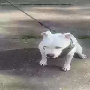 adoptable Dog in Chicago, IL named Zuse