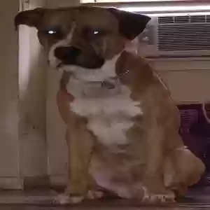 adoptable Dog in Houston, TX named Unknown