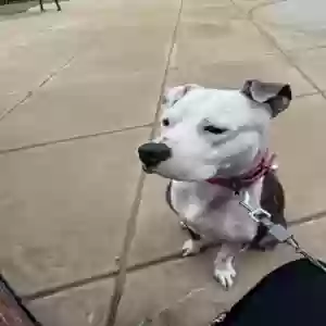 adoptable Dog in Powder Springs, GA named Lola