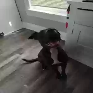 adoptable Dog in Canton, OH named Blackjack