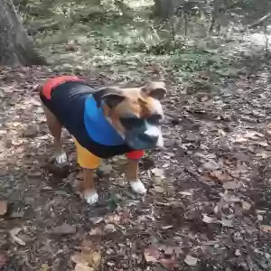 adoptable Dog in Houston, TX named Hambone