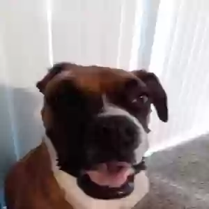 /images/pets/original/2181446_actual_three.webp