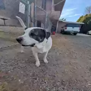 adoptable Dog in Mayer, AZ named Spud