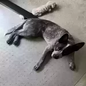adoptable Dog in Durham, NC named Siri