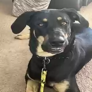 adoptable Dog in Phoenix, AZ named Daisy