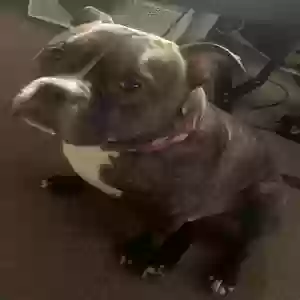 adoptable Dog in Buffalo, NY named Scrappy