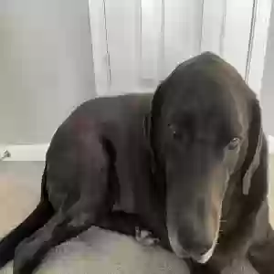 adoptable Dog in Gardner, KS named Smokey