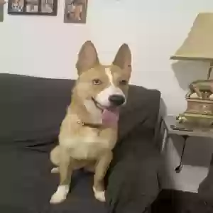 adoptable Dog in Westland, MI named Nala