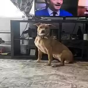 adoptable Dog in Cincinnati, OH named Lily