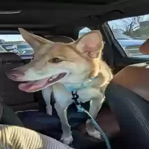 adoptable Dog in Hickory, NC named Kara