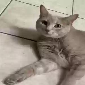 adoptable Cat in Burlington, NJ named Unknown