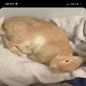 adoptable  in Coats, NC named Bunn