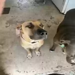 adoptable Dog in Fruitland Park, FL named Scout