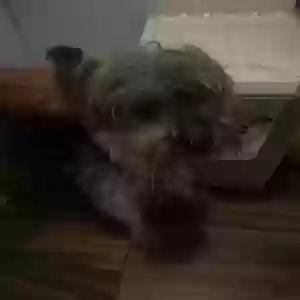 adoptable Dog in Waldorf, MD named Ashton