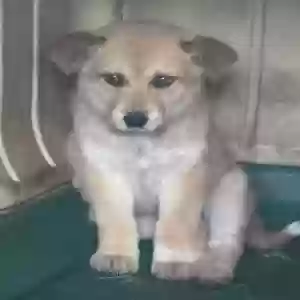 adoptable Dog in Conway, AR named Bree