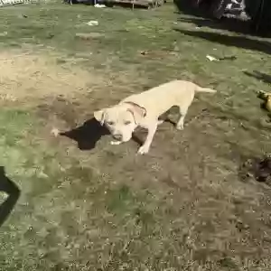 adoptable Dog in Freeport, NY named ghost