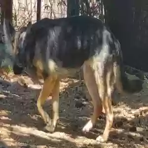 /images/pets/original/2181508_22387_20250510_143326.webp