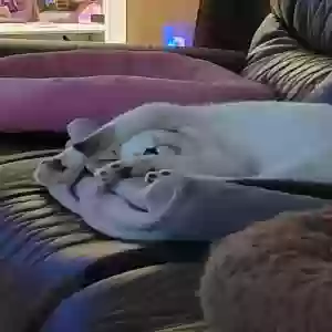 /images/pets/original/2181509_45276_20250510_113337.webp