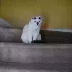 adoptable Cat in Knoxville, TN named Trip