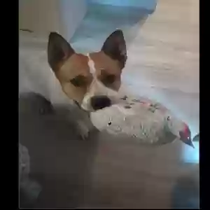 adoptable Dog in Phoenix, AZ named Maya