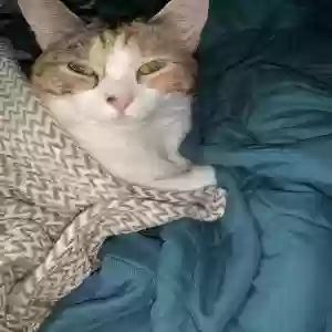 adoptable Cat in Dothan, AL named Atari