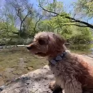 adoptable Dog in Upper Darby, PA named Tio