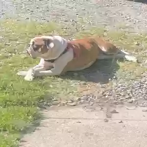 adoptable Dog in Mebane, NC named Lola