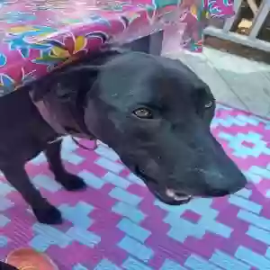 adoptable Dog in Los Angeles, CA named Merlin