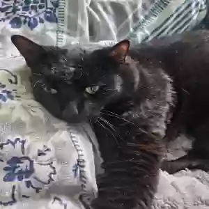 adoptable Cat in Greendale, WI named Martian