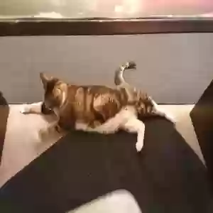adoptable Cat in Scottsdale, AZ named Torunn