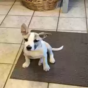 adoptable Dog in Acworth, GA named Beau