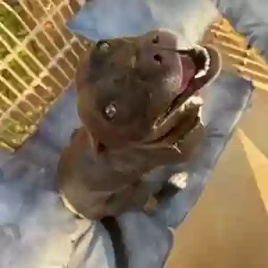 adoptable Dog in Mcdonough, GA named Minnie May