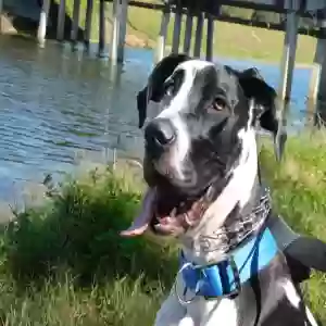 adoptable Dog in Melbourne, FL named Lacy