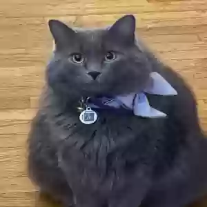 adoptable Cat in Meriden, CT named Tubby