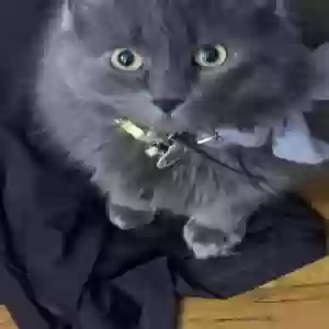 /images/pets/original/2181554_actual_two.webp
