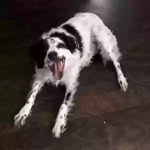 adoptable Dog in Dallas, TX named Dakota