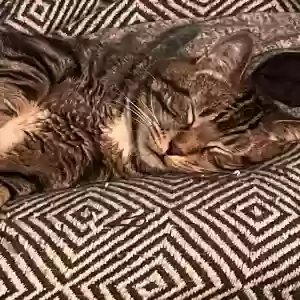 adoptable Cat in Chicago, IL named Sir Casanova T Brown