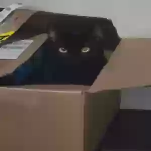 adoptable Cat in Stone Mountain, GA named Stardust