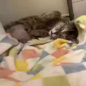 adoptable Cat in Oxford, OH named Poncho