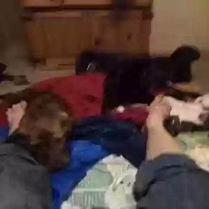adoptable Dog in Amity, AR named Rocky and  Brutus