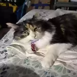 adoptable Cat in Burleson, TX named Luna