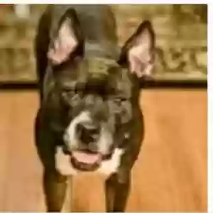 adoptable Dog in Statesboro, GA named Bella