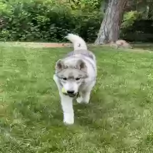 /images/pets/original/2181578_31758_IMG_8085.webp