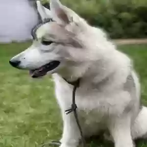 /images/pets/original/2181578_44489_IMG_8084.webp