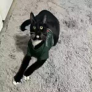 adoptable Cat in Buford, GA named Slayt