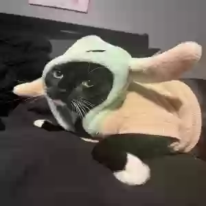 /images/pets/original/2181579_actual_two.webp