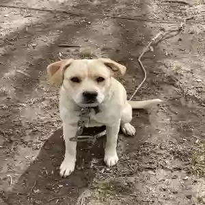 adoptable Dog in London, KY named Iris